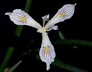 Iris bracteata -  Siskiyou Iris
